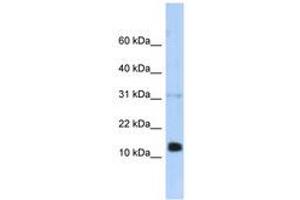 REG1B antibody  (N-Term)
