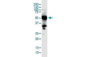 Western Blotting (WB) image for anti-Src Homology 2 Domain Containing Adaptor Protein B (SHB) (AA 348-446) antibody (ABIN2565895)
