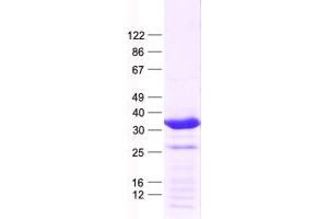 Validation with Western Blot (HMX2 Protein (His tag))