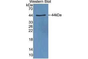 Detection of Recombinant CLOCK, Human using Polyclonal Antibody to Circadian Locomoter Output Cycles Protein Kaput (CLOCK) (CLOCK antibody  (AA 34-379))