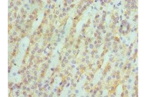 Immunohistochemistry of paraffin-embedded human kidney tissue using ABIN7142986 at dilution of 1:100 (ASAH1 antibody  (AA 146-395))