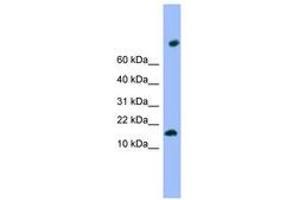 Image no. 1 for anti-Transmembrane Protein 42 (TMEM42) (N-Term) antibody (ABIN6744996) (TMEM42 antibody  (N-Term))