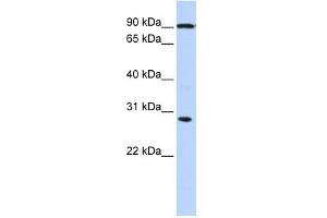 BOLL antibody used at 1 ug/ml to detect target protein.