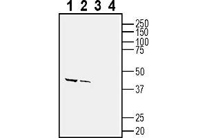 1-2. (CD63 antibody  (Extracellular, Loop 2))