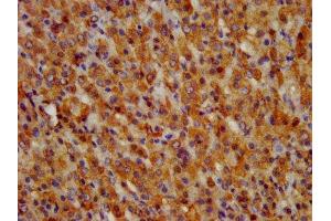 IHC image of ABIN7153683 diluted at 1:300 and staining in paraffin-embedded human adrenal gland tissue performed on a Leica BondTM system. (GRPR antibody  (AA 326-384))