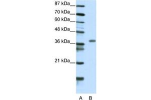 Western Blotting (WB) image for anti-Mesenchyme Homeobox 2 (MEOX2) antibody (ABIN2460538) (MEOX2 antibody)