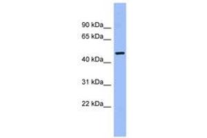 Image no. 1 for anti-Calcium/calmodulin-Dependent Protein Kinase IG (CAMK1G) (AA 251-300) antibody (ABIN6744197) (CAMK1G antibody  (AA 251-300))