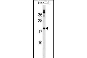 Western blot analysis in HepG2 cell line lysates (35ug/lane). (LHFP antibody  (N-Term))