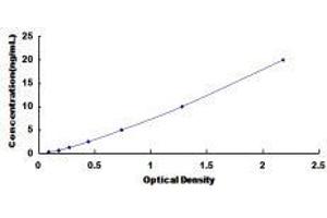 3-Oxoacid CoA Transferase 1 (OXCT1) ELISA Kit