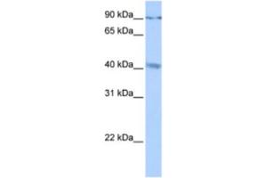 Western Blotting (WB) image for anti-Cation Channel, Sperm-Associated, gamma (CATSPERG) antibody (ABIN2463281) (CATSPERG antibody)