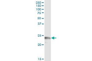 Immunoprecipitation of APOL1 transfected lysate using anti-APOL1 MaxPab rabbit polyclonal antibody and Protein A Magnetic Bead , and immunoblotted with APOL1 purified MaxPab mouse polyclonal antibody (B01P) . (APOL1 antibody  (AA 1-238))