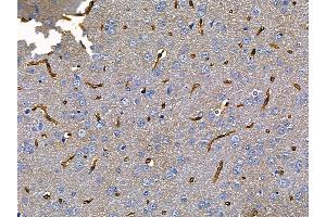 ABIN6257649 and ABIN6275602 at 1/100 staining rat brain tissue by IHC-P. (Sorting Nexin 4 antibody  (Internal Region))