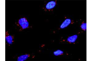 Proximity Ligation Analysis of protein-protein interactions between HGF and FN1. (Fibronectin 1 antibody  (AA 1-163))