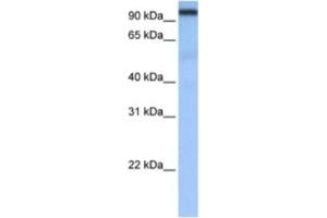 Western Blotting (WB) image for anti-Cleavage and Polyadenylation Specific Factor 2, 100kDa (CPSF2) antibody (ABIN2462270) (CPSF2 antibody)
