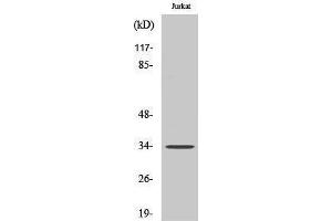 Western Blotting (WB) image for anti-Olfactory Receptor, Family 4, Subfamily D, Member 1 (OR4D1) (C-Term) antibody (ABIN3186093) (OR4D1 antibody  (C-Term))