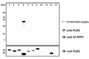 Immunoprecipitation (IP) analysis of the cell lysates from HEK293 cells transfected with empty vector or a panel of the FLAG-tagged CTRP family (full-length) followed by immunoblot analysis using anti-CTRP5 (human), pAb  antibody. (CTRP5 antibody)