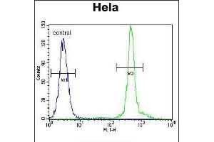 Flow cytometric analysis of Hela cells (right histogram) compared to a negative control cell (left histogram). (ASXL1 antibody  (AA 521-549))