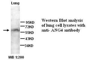 Image no. 1 for anti-Angiopoietin 4 (ANGPT4) (N-Term) antibody (ABIN790931) (Angiopoietin 4 antibody  (N-Term))