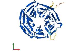 AlphaFold protein structure predicition of Mouse Recombinant Klhdc8b Protein, UniprotID Q9D2D9