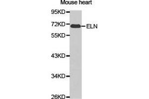 Western Blotting (WB) image for anti-Elastin (ELN) antibody (ABIN1872521) (Elastin antibody)