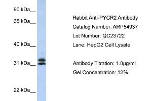 WB Suggested Anti-PYCR2 Antibody Titration: 0. (PYCR2 antibody  (Middle Region))