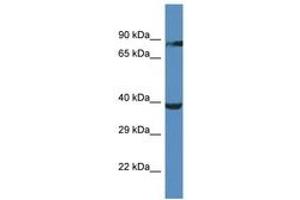 Image no. 1 for anti-Olfactory Receptor, Family 2, Subfamily M, Member 5 (OR2M5) (AA 234-283) antibody (ABIN6747297)