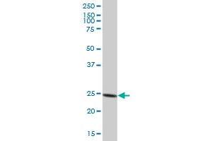 PSMA6 MaxPab polyclonal antibody. (PSMA6 antibody  (AA 1-246))