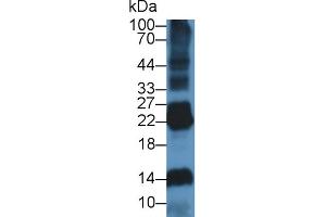 Western Blot; Sample: Rat Spleen lysate; ;Primary Ab: 1µg/ml Rabbit Anti-Rat DNASE1L2 Antibody;Second Ab: 0. (DNASE1L2 antibody  (AA 32-229))