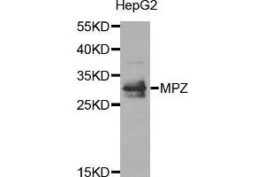 Western blot analysis of extracts of HepG2 cell line, using MPZ antibody. (MPZ antibody)