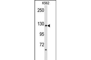 Western blot analysis of PLCB2 Antibody (N-term) (ABIN653200 and ABIN2842746) in K562 cell line lysates (35 μg/lane). (Phospholipase C beta 2 antibody  (N-Term))