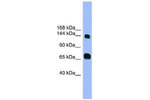 WB Suggested Anti-PLEKHG2 Antibody Titration: 1.