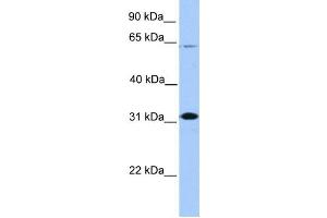 Western Blotting (WB) image for anti-Cbp/p300-Interacting Transactivator, with Glu/Asp-Rich Carboxy-terminal Domain, 2 (CITED2) antibody (ABIN2458334) (CITED2 antibody)