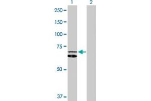Western Blot analysis of HSPD1 expression in transfected 293T cell line by HSPD1 MaxPab polyclonal antibody.