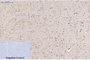 Immunohistochemical analysis of paraffin-embedded mouse brain tissue.