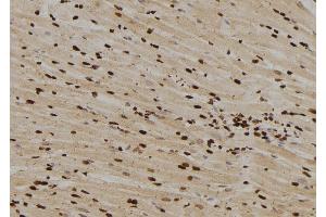 ABIN6276556 at 1/100 staining Rat heart tissue by IHC-P. (MAD1L1 antibody  (N-Term))