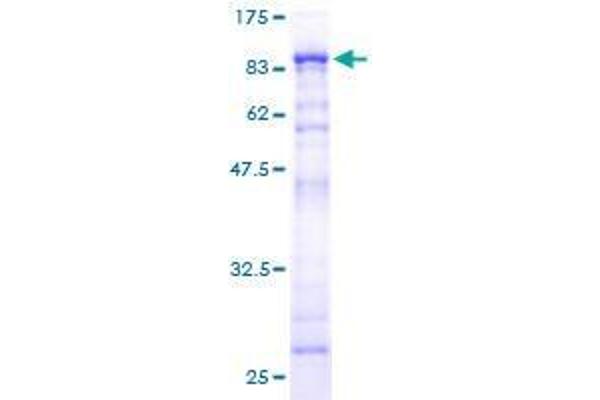 TRIM55 Protein (AA 1-452) (GST tag)