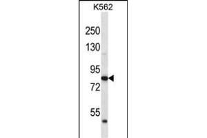 ABTB2 Antibody (C-term) (ABIN656457 and ABIN2845741) western blot analysis in K562 cell line lysates (35 μg/lane).