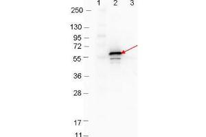 Western blot showing detection of 0. (YBX1 antibody)