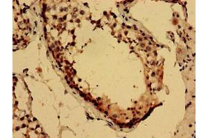 Immunohistochemistry analysis of human testis tissue using ABIN7158829 at dilution of 1:100 (Lysozyme-Like 2 antibody  (AA 63-194))