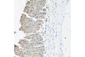 Immunohistochemistry of paraffin-embedded mouse stomach using ATP1B1 antibody at dilution of 1:100 (x40 lens). (ATP1B1 antibody)