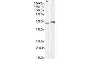(ABIN571161) (1 μg/mL) staining of Mouse Spinal Cord (A) and Brain (B) lysate (35 μg protein in RIPA buffer). (POU3F3 antibody  (Internal Region))