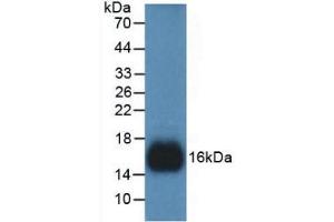 Western Blot; Sample: Recombinant REG3g, Human. (REG3g antibody  (AA 39-175))