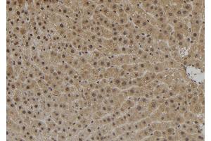 ABIN6272533 at 1/100 staining Rat liver tissue by IHC-P.