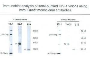 Image no. 1 for anti-HIV-1 Vif (N-Term) antibody (ABIN1042609) (HIV-1 Vif (N-Term) antibody)