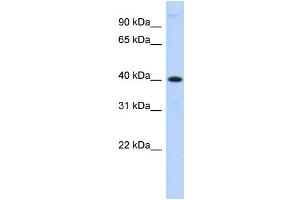 WB Suggested Anti-MPPE1 Antibody Titration:  0.