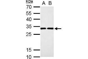 WB Image DCK antibody detects DCK protein by Western blot analysis. (DCK antibody)