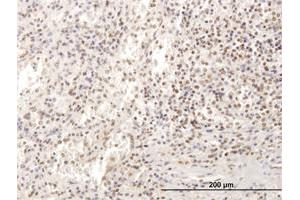 Immunoperoxidase of purified MaxPab antibody to SP100 on formalin-fixed paraffin-embedded human spleen. (SP100 antibody  (AA 1-480))