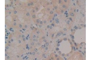 Detection of NID in Human Kidney Tissue using Polyclonal Antibody to Nidogen (NID) (Nidogen antibody  (AA 971-1219))
