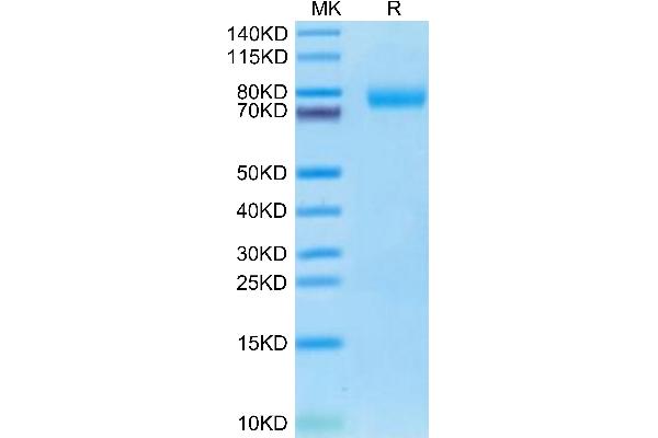 BCAM Protein (AA 32-548) (His tag)