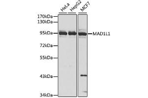 Western blot analysis of extracts of various cell lines, using MAD1L1 antibody. (MAD1L1 antibody)